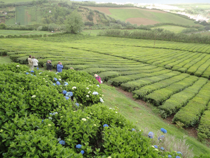 original Teeplantage Porto Formoso 5 